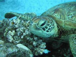 Rarotongan Turtle. Photographed while freediving outside ... by Quentin Long 
